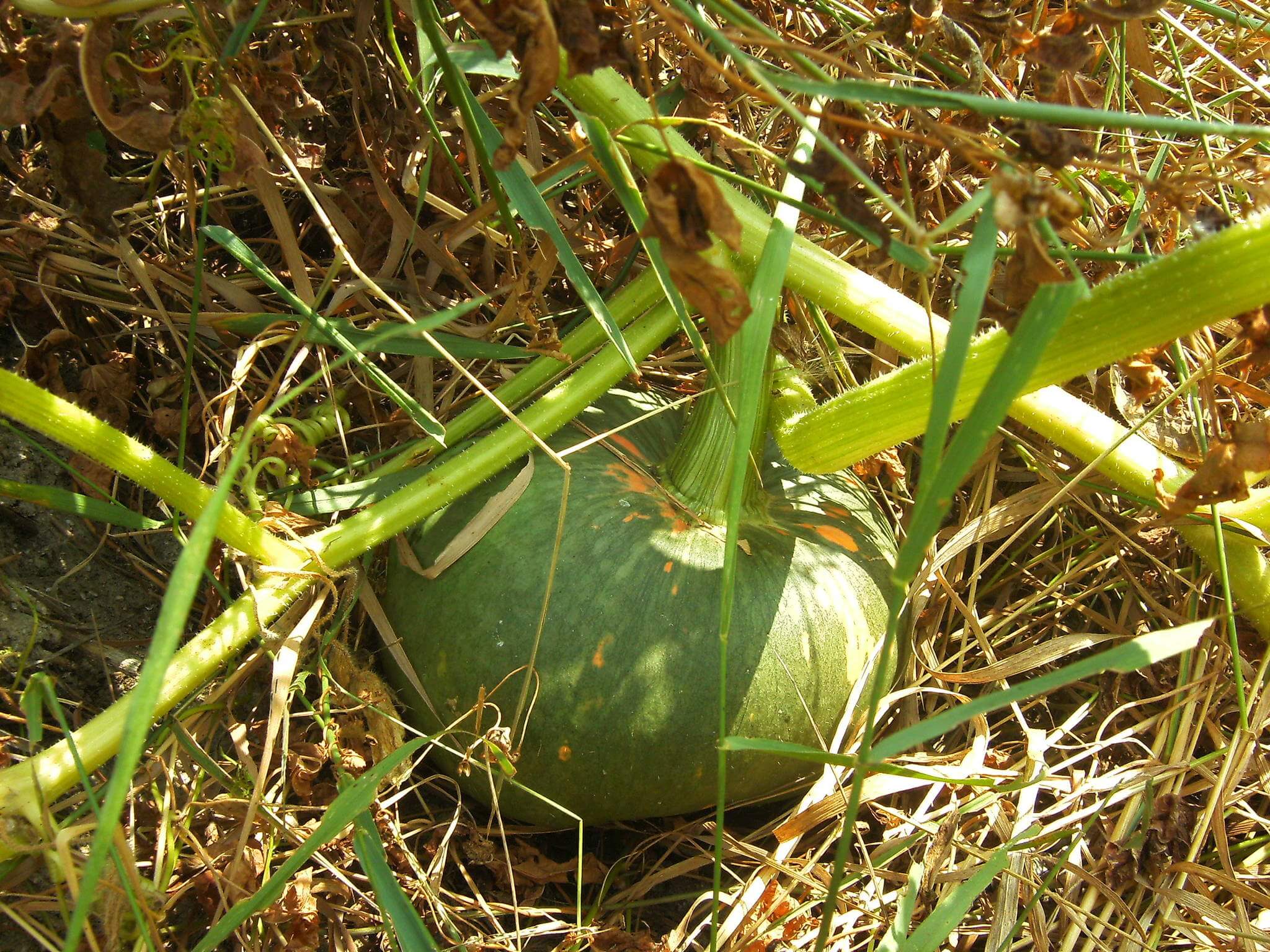 Cucurbita pepo